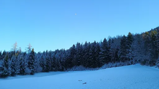 Mond &uuml;ber dem Winterwald