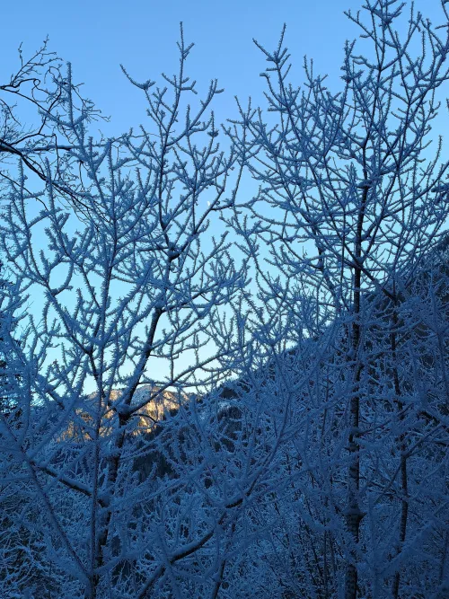 Detail von schneebedeckter Vegetation
