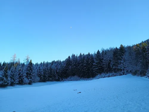Mond &uuml;ber dem Winterwald