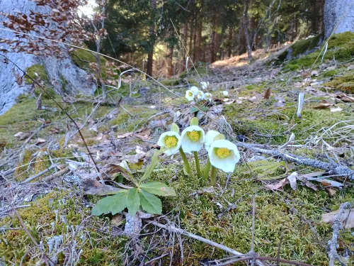 Schneerosen am Lunzberg, Februar 2026
