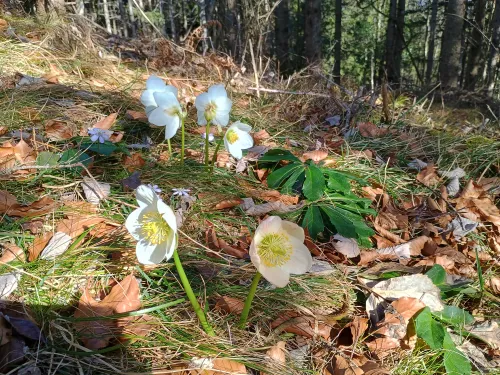 Schneerosen in der Nachmittagssonne, Lunzberg, Februar 2026