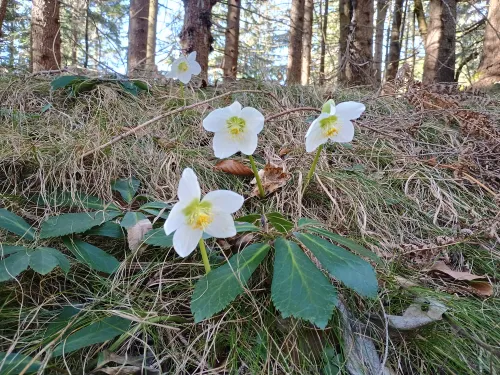 Schneerosen am Lunzberg, Februar 2026