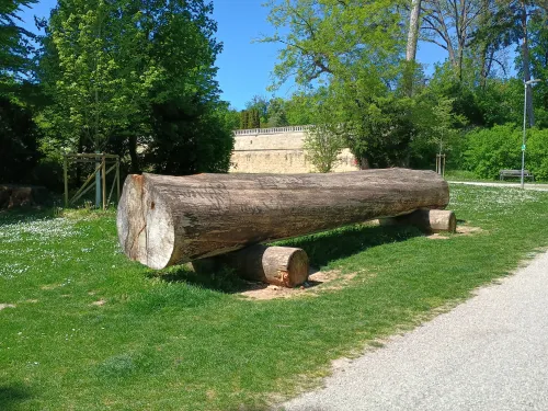 Kapitaler Baumstamm, Schloss Esterh&aacute;zy